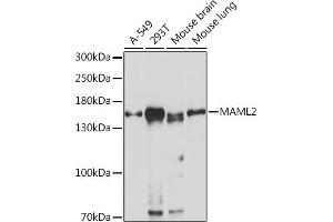 Western blot analysis of extracts of various cell lines, using M Rabbit pAb (ABIN7268410) at 1:1000 dilution. (MAML2 Antikörper  (AA 750-850))
