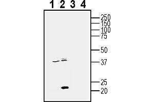 Western blot analysis of human PC3 prostate adenocarcinoma cell line lysates (lanes 1 and 3) and human MDA- breast adenocarcinoma cell line lysate (lanes 2 and 4):1-2. (CD81 Antikörper  (Extracellular))
