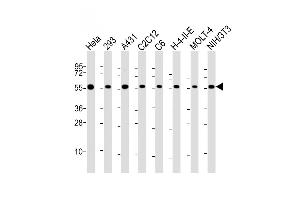 All lanes : Anti-RAD21 Antibody (C-Term) at 1:2000 dilution Lane 1: Hela whole cell lysate Lane 2: 293 whole cell lysate Lane 3: A431 whole cell lysate Lane 4: C2C12 whole cell lysate Lane 5: C6 whole cell lysate Lane 6: H-4-II-E whole cell lysate Lane 7: MOLT-4 whole cell lysate Lane 8: NIH/3T3 whole cell lysate Lysates/proteins at 20 μg per lane. (RAD21 Antikörper  (AA 501-535))