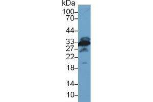 Detection of GAL3 in Mouse Testis lysate using Polyclonal Antibody to Galectin 3 (GAL3) (Galectin 3 Antikörper)