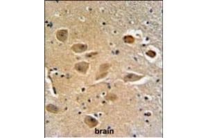 MILK2 Antibody (C-term) (ABIN651094 and ABIN2840068) IHC analysis in formalin fixed and paraffin embedded human brain tissue followed by peroxidase conjugation of the secondary antibody and DAB staining. (MICALL2 Antikörper  (C-Term))