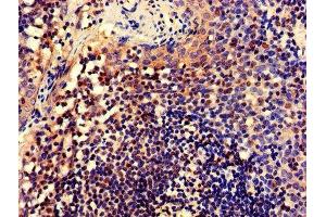 IHC image of ABIN7148735 diluted at 1:600 and staining in paraffin-embedded human tonsil tissue performed on a Leica BondTM system. (CELF2 Antikörper  (AA 291-381))