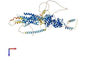 KCNH1 Protein (AA 1-989) (His tag)