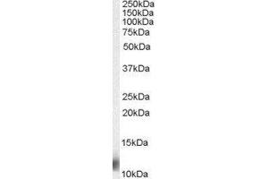 ABIN2563918 (0. (Mps1 Antikörper  (N-Term))