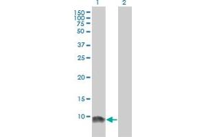 Western Blot analysis of LSM6 expression in transfected 293T cell line by LSM6 monoclonal antibody (M01), clone 4B5-1B10. (LSM6 Antikörper  (AA 1-80))