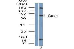 Image no. 2 for anti-Cactin, Spliceosome C Complex Subunit (CACTIN) (AA 460-510) antibody (ABIN960103) (CACTIN Antikörper  (AA 460-510))