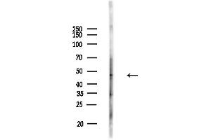 anti-Zinc Finger Protein 446 (ZNF446) (Internal Region) antibody