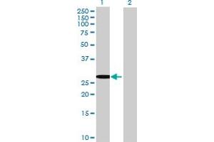 Western Blot analysis of TSSK6 expression in transfected 293T cell line by TSSK6 MaxPab polyclonal antibody.