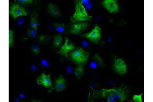 Anti-GBE1 mouse monoclonal antibody (ABIN2453068) immunofluorescent staining of COS7 cells transiently transfected by pCMV6-ENTRY GBE1 (RC204152). (GBE1 Antikörper)