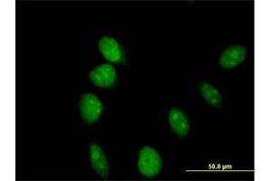 Immunofluorescence of purified MaxPab antibody to ARL6IP4 on HeLa cell. (ARL6IP4 Antikörper  (AA 1-360))