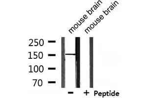 USP42 Antikörper  (Internal Region)