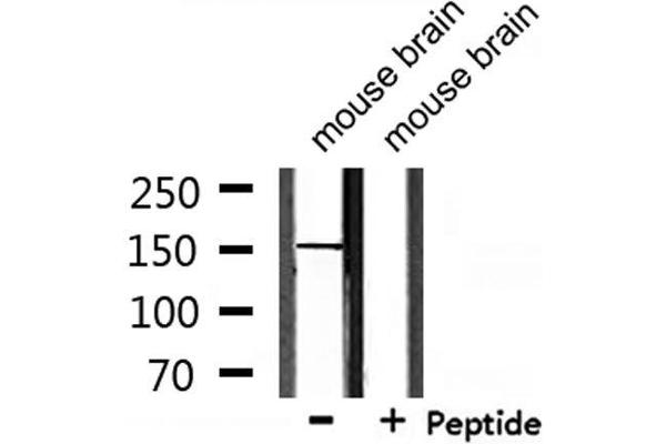 USP42 Antikörper  (Internal Region)