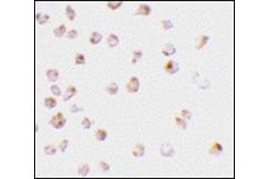Immunocytochemistry staining of Raji cells using AP30547PU-N at 2 μg/ml. (MCL-1 Antikörper  (C-Term))