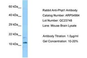 Image no. 1 for anti-phosphohistidine Phosphatase 1 (PHPT1) (AA 69-118) antibody (ABIN6749932)