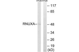 Western Blotting (WB) image for anti-phosphorylated Adaptor For RNA Export (PHAX) (Internal Region) antibody (ABIN1852058) (PHAX Antikörper  (Internal Region))
