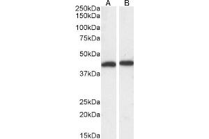 ABIN185399 (0. (ERK1 Antikörper  (N-Term))