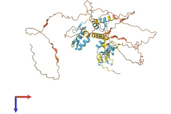 IKZF1 Protein (AA 1-517) (His tag)