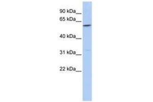 Image no. 1 for anti-Carcinoembryonic Antigen-Related Cell Adhesion Molecule 16 (CEACAM16) (AA 301-350) antibody (ABIN6743336) (CEACAM16 Antikörper  (AA 301-350))
