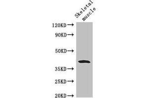 Western Blot Positive WB detected in: Mouse skeletal muscle tissue All lanes: WISP1 antibody at 2. (WISP1 Antikörper  (AA 130-251))