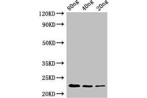 Western Blot Positive WB detected in Recombinant protein All lanes: pyrE antibody at 2. (PyrE (AA 1-213) Antikörper)