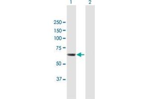 Western Blot analysis of CDADC1 expression in transfected 293T cell line by CDADC1 MaxPab polyclonal antibody. (CDADC1 Antikörper  (AA 1-514))