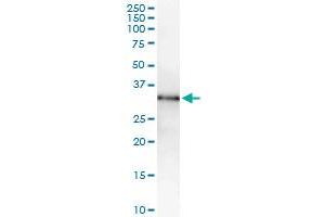 Immunoprecipitation of MPZL1 transfected lysate using anti-MPZL1 MaxPab rabbit polyclonal antibody and Protein A Magnetic Bead , and immunoblotted with MPZL1 purified MaxPab mouse polyclonal antibody (B01P) . (MPZL1 Antikörper  (AA 1-269))