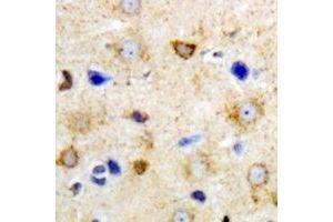 Immunohistochemical analysis of GrpEL2 staining in mouse brain formalin fixed paraffin embedded tissue section.