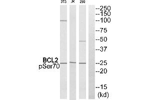 Western blot analysis of extracts from 293 cells. (Bcl-2 Antikörper  (pSer70))