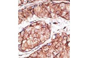 Image no. 2 for anti-Toll-Like Receptor 5 (TLR5) (N-Term) antibody (ABIN357051)