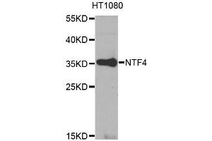 Western blot analysis of extracts of HT-1080 cells, using NTF4 antibody (ABIN1873968) at 1:1000 dilution. (Neurotrophin 4 Antikörper)