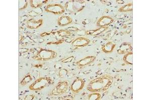 Immunohistochemistry of paraffin-embedded human kidney tissue using ABIN7160986 at dilution of 1:100 (NDUFS1 Antikörper  (AA 80-290))