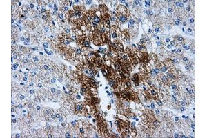 Immunohistochemical staining of paraffin-embedded liver tissue using anti-HSD17B10mouse monoclonal antibody. (HSD17B10 Antikörper)