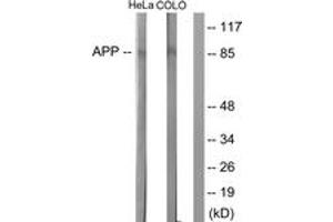Western blot analysis of extracts from HeLa  and COLO205 cells, using Amyloid beta A4 (Ab-743/668) Antibody. (APP Antikörper  (AA 711-760))