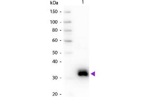 Western blot of Goat Anti-Rat IgG F(c) secondary antibody. (Ziege anti-Ratte IgG (Fc Region) Antikörper - Preadsorbed)