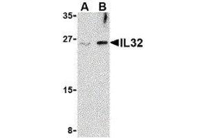 Western Blotting (WB) image for anti-Interleukin 32 (IL32) (Center) antibody (ABIN2475003)