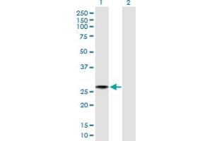 Western Blot analysis of C4orf43 expression in transfected 293T cell line by C4orf43 MaxPab polyclonal antibody. (C4orf43 Antikörper  (AA 1-203))