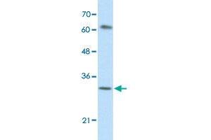 Western Blot analysis of HepG2 cell lysate with AUH polyclonal antibody  at 0.