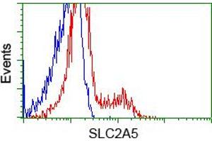 HEK293T cells transfected with either pCMV6-ENTRY SLC2A5 (RC200418) (Red) or empty vector control plasmid (Blue) were immunostained with anti-SLC2A5 mouse monoclonal (ABIN2452384, Dilution 1:1,000), and then analyzed by flow cytometry. (SLC2A5 Antikörper)