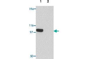 Western blot analysis of PION in EL4 cell lysate with PION polyclonal antibody  at 0. (GSAP Antikörper  (C-Term))