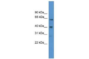 WB Suggested Anti-SSTR2 Antibody Titration: 0. (SSTR2 Antikörper  (Middle Region))