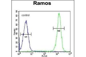 ETFA Antibody (C-term) (ABIN655079 and ABIN2844711) flow cytometric analysis of Ramos cells (right histogram) compared to a negative control cell (left histogram).
