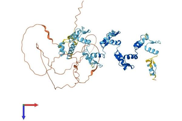 ZNF10 Protein (AA 1-573) (His tag)