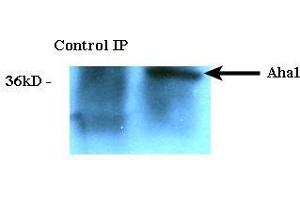 Immunoprecipitation analysis using Rat Anti-Aha1 Monoclonal Antibody, Clone 25F2. (AHSA1 Antikörper  (Atto 390))
