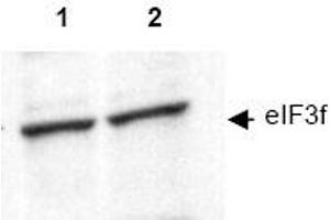 Image no. 1 for anti-Eukaryotic Translation Initiation Factor 3 Subunit F (EIF3F) (AA 114-125) antibody (ABIN401344) (EIF3F Antikörper  (AA 114-125))