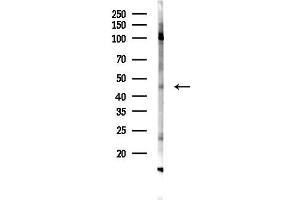 Western blot analysis of lysates from COLO205 cells, using MFGE8 Antibody at 1/1000 dilution.