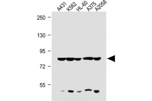 ABCB5 antibody  (N-Term)