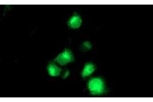 Anti-TMPRSS5 mouse monoclonal antibody (ABIN2454938) immunofluorescent staining of COS7 cells transiently transfected by pCMV6-ENTRY TMPRSS5 (RC223774). (TMPRSS5 Antikörper)