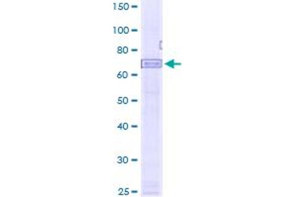 AIM2 Protein (AA 1-356) (GST tag)