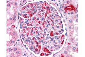 Immunohistochemistry (IHC) image for anti-Apolipoprotein E (APOE) (N-Term) antibody (ABIN2774066) (APOE Antikörper  (N-Term))