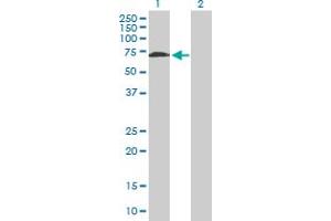 Western Blot analysis of WHSC2 expression in transfected 293T cell line by WHSC2 MaxPab polyclonal antibody. (WHSC2 Antikörper  (AA 1-528))